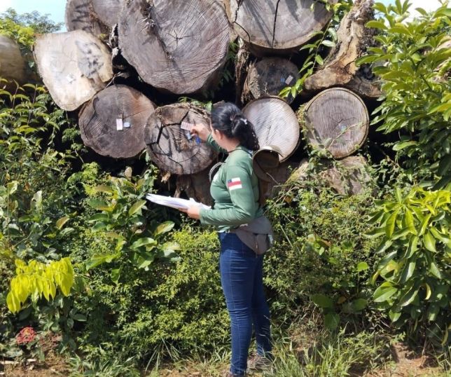 No Dia da Árvore, Ipaam orienta empreendedores sobre manejo florestal sustentável no Amazonas