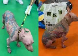 Chinês leva chihuahua tatuado a feira em Xangai e deixa visitantes indignados. VEJA VÍDEO