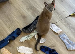 Nova Zelândia: gato viciado em 'roubar' roupas já 'furtou' casaco de R$ 1.680