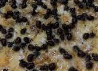 Pizza inusitada de Tanajura viraliza nas redes sociais Crocância 
