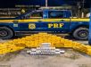Polícia Rodoviária Federal apreende 130 quilos de maconha skunk na BR 319 que liga Manaus a Porto Velho. VEJA VÍDEO