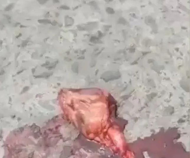 IMAGENS FORTES! Coração de vítima de acidente com carreta continua a pulsar no asfalto, fora do corpo. VEJA VÍDEO