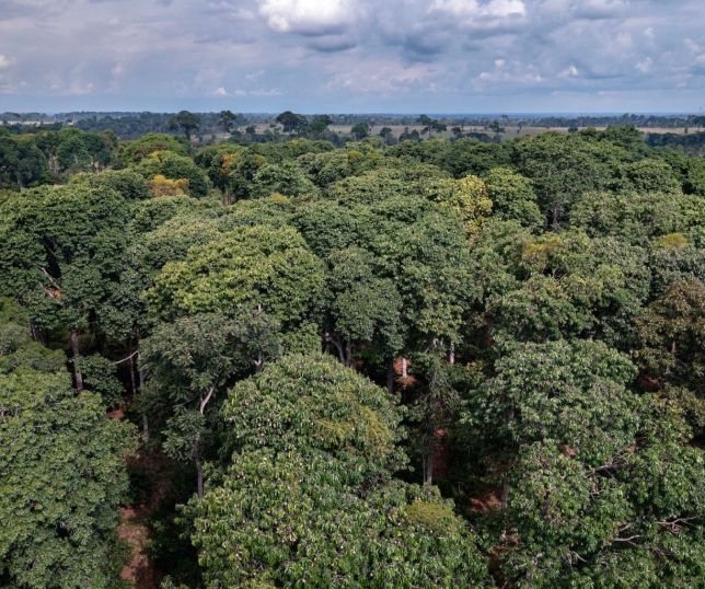 Cupuaçu reinventado: RECA eleva produção do fruto amazônico com Sistemas Agroflorestais