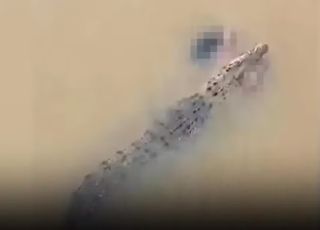Crocodilo é visto nadando com o corpo de uma mulher na boca