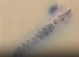 Crocodilo é filmado carregando corpo de mulher em rio. VEJA VÍDEO