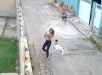  Mulher é atacada por cachorro ao tentar proteger o próprio pet no Rio de Janeiro. VEJA VÍDEO