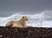 Fotógrafa registra o único grupo de leões marinhos do mundo