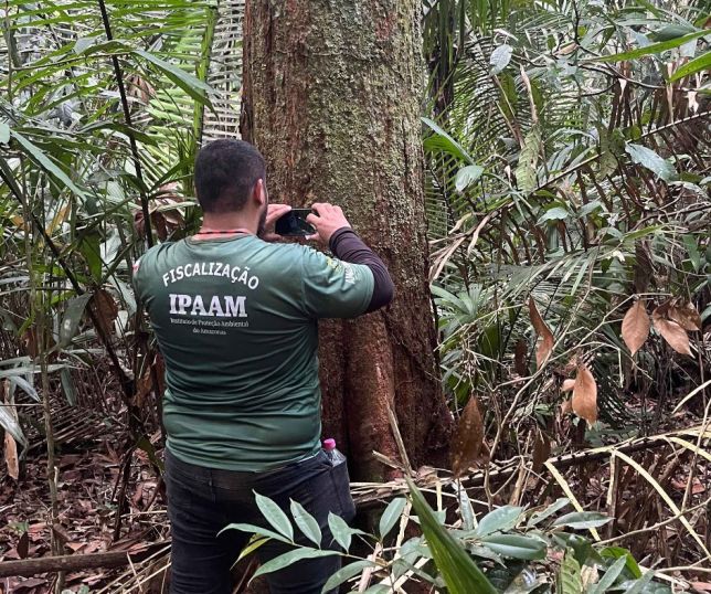 Em outubro, Ipaam libera mais de 300 mil metros cúbicos de madeira para produção legal no Amazonas