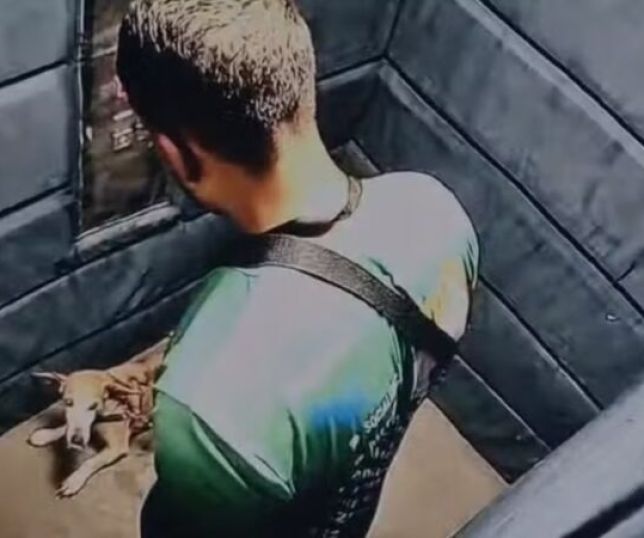 Câmera flagra homem agredindo cão e o arremessando contra parede de elevador. VEJA VÍDEO