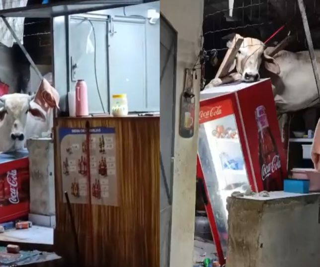 Vaca cai em telhado de restaurante no Ceará e causa destruição. VEJA VÍDEOS 