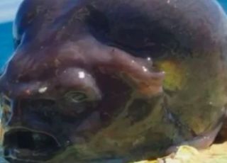 Peixe alienígena? Pescador se assusta com aparência de peixe e viraliza