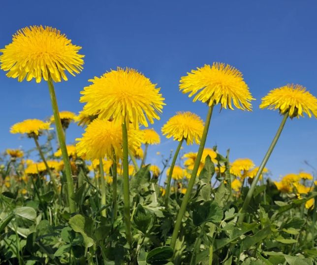 Erva medicinal ajuda a desinchar o corpo e melhorar a digestão