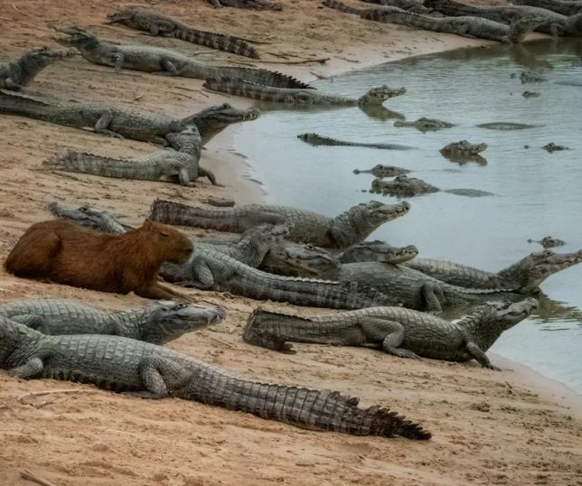 Fora da dieta: o porquê dos jacarés não se alimentarem das capivaras