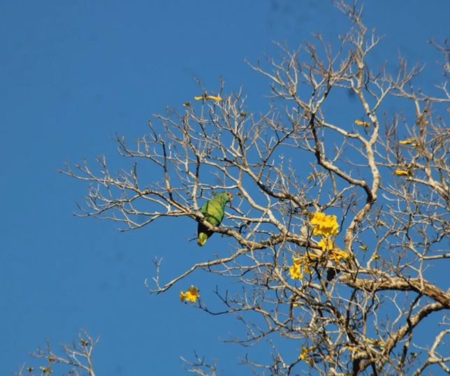 Papagaio cientista: monitoramento da ave revela nova população de ipês raros