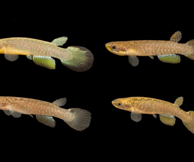 Duas espécies de peixes das nuvens são descobertas no litoral de São Paulo