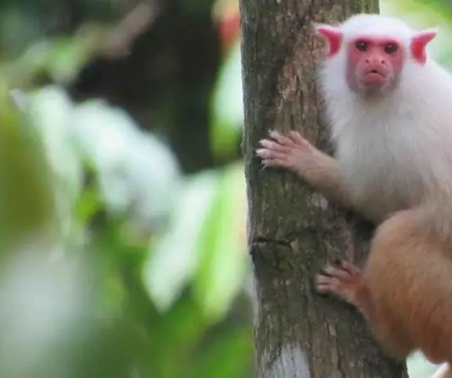 A corrida contra o tempo para descobrir espécies da Amazônia antes que desapareçam