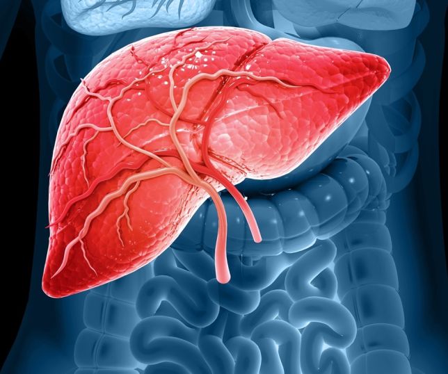 Hepatologistas explicam o que fazer para ajudar a restaurar o fígado