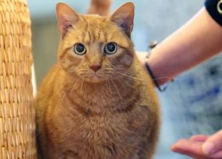 Empresa cria caneta emagrecedora para gatos e cachorros