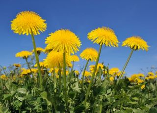 Erva medicinal ajuda a desinchar o corpo e melhorar a digestão