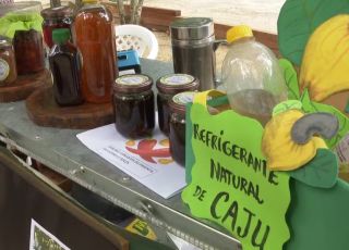 Agricultoras transformam caju em renda extra e criam festival gastronômico em Boa Vista