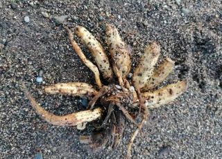 Praias são tomadas por plantas venenosas que podem matar em questão de horas
