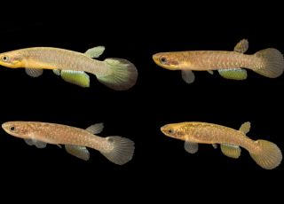 Duas espécies de peixes das nuvens são descobertas no litoral de São Paulo