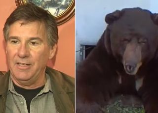 Drama na Califórnia: morador convive com urso invasor desde o fim de novembro