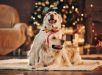 10 dicas para incluir o pet nas celebrações de Natal em família 