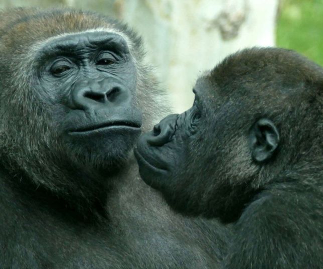 Por que animais do mesmo sexo se relacionam? Estudo revela que não é só por prazer