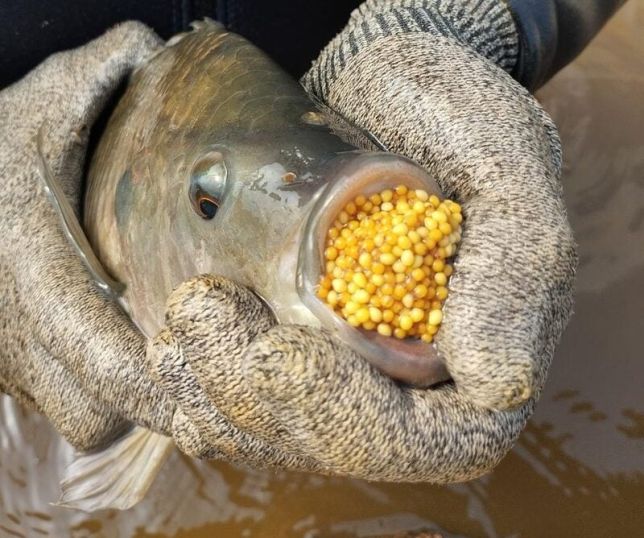 Suplementação melhora fertilidade e produção de ovos em tilápias