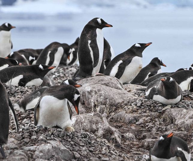 Aquecimento acelerado da Antártida faz pinguins anteciparem reprodução em ritmo inédito