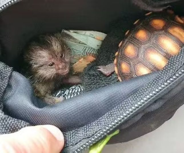 Jovens e adolescentes impulsionam comércio ilegal de animais silvestres nas redes