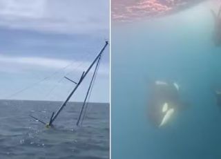 Orcas da Espanha criam forma de comunicação nunca registrada antes