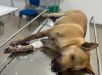 IMAGENS FORTES: Cadela ferida por catolé na virada do ano será operada no Hospital Público Veterinário sob cuidados da Sepet. 