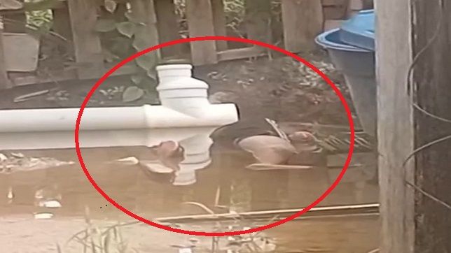 CORPO DE VIGILANTE É ENCONTRADO EM ÁREA DE ALAGAÇÃO NA COMUNIDADE PARQUE DAS TRIBOS, ZONA OESTE DE MANAUS. VEJA VÍDEOS