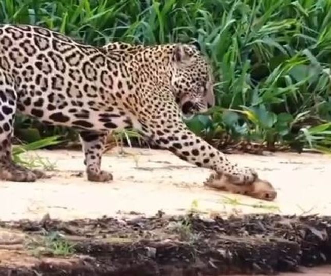 Registro raro no Pantanal mostra onça com filhote de capivara em cena inesperada. VEJA VÍDEO