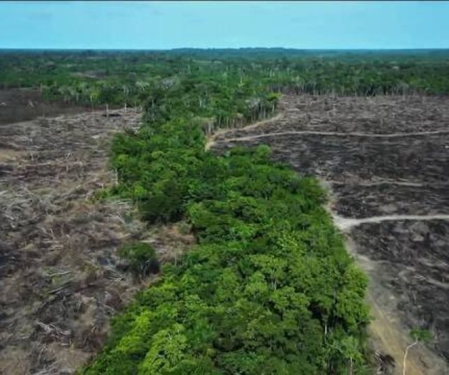 Amazonas está entre os estados brasileiros mais ameaçados pelo desmatamento em 2026