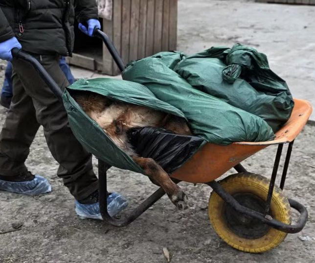 Rússia ataca abrigo de animais na Ucrânia com drones, mata 8 cães e deixa uma mulher ferida