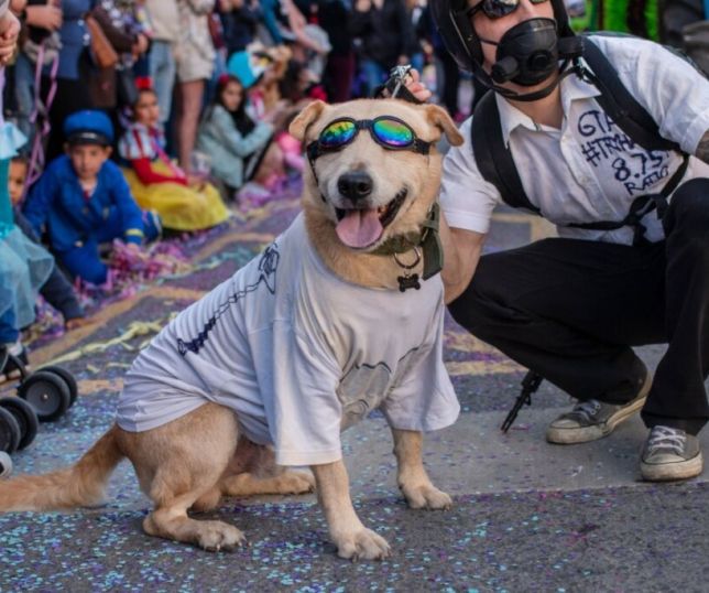 Especialistas alertam: exposição de animais à multidões no Carnaval pode trazer riscos à saúde