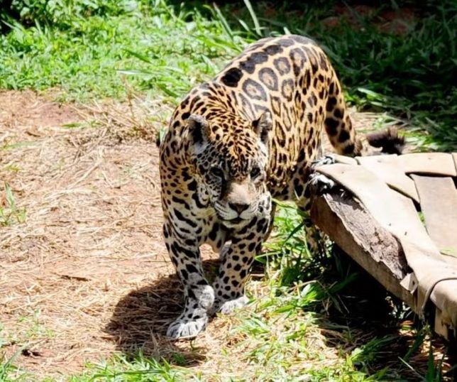 Após mais de duas décadas em cativeiro, onça resgatada em Manaus morre no interior paulista