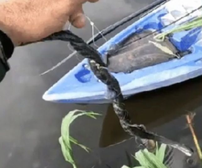 No rio Madeira, pescador é surpreendido ao fisgar cobra e escapa por pouco de mordida. VEJA VÍDEO