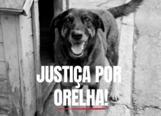 Arrogância, vandalismo e impunidade: o rastro deixado antes da morte do cão Orelha