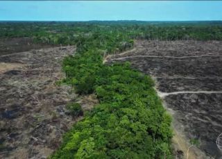 Amazonas está entre os estados brasileiros mais ameaçados pelo desmatamento em 2026