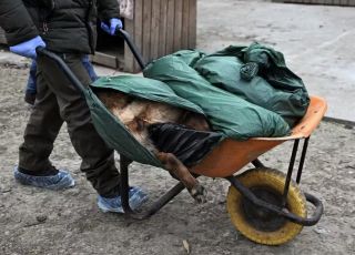 Rússia ataca abrigo de animais na Ucrânia com drones, mata 8 cães e deixa uma mulher ferida