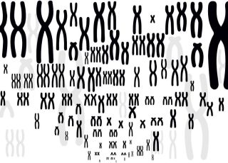 Os jovens já começam a apresentar sinais de uma espécie em extinção