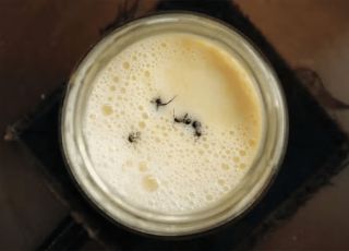 Cientistas descobrem que formigas podem deixar o iogurte mais saboroso