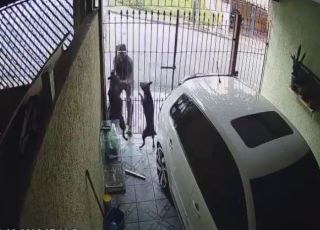 Cães impedem tentativa de furto e dono ainda parabeniza os 'heróis'. VEJA VÍDEO