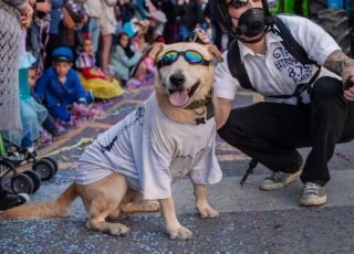 Especialistas alertam: exposição de animais à multidões no Carnaval pode trazer riscos à saúde