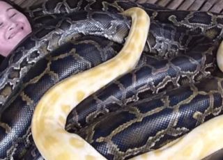 Desafio bizarro: zoológico nas Filipinas permite que turistas sejam massageados por cobras de 6 metros. VEJA VÍDEO