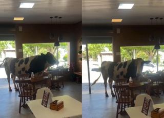 ''Eu gostaria de merendar'': touro invade loja de açaí no interior do Ceará e vira meme. VEJA VÍDEO